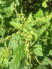 Urtica dioica