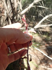 Bletia nitida
