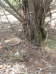 Bletia nitida