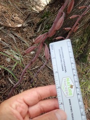 Bletia nitida