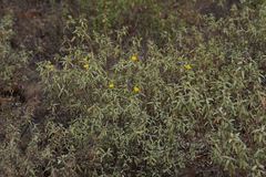 Melhania oblongifolia