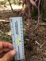 Bletia nitida