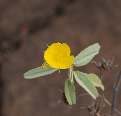 Melhania oblongifolia