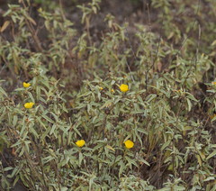 Melhania oblongifolia