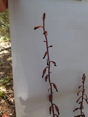 Bletia nitida