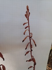 Bletia nitida