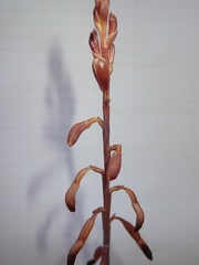 Bletia nitida