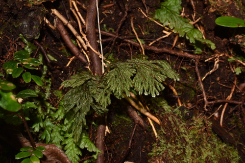 Hymenophyllum ferrugineum observed 2025-03-24