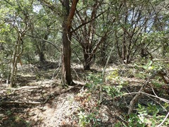 Bletia nitida