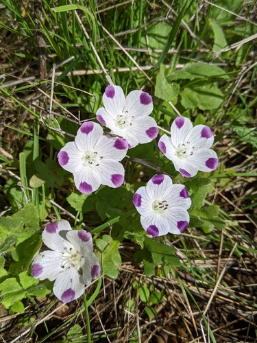 Image of Nemophila maculata by (c) Kayla Sweeten, some rights reserved (CC BY)
