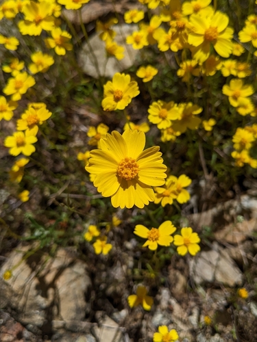 Stillman's Tickseed (Leptosyne stillmanii)