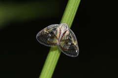 Euricania ocellus