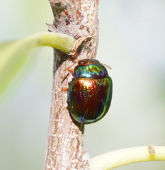 Chalcomela insignis