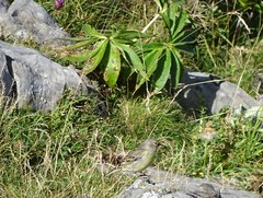 Carduelis citrinella