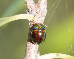 Chalcomela insignis