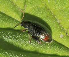 Psylliodes attenuata
