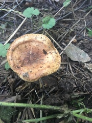 Paxillus involutus
