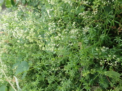 Galium mollugo