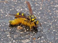 Pareumenes quadrispinosus