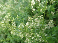 Galium mollugo