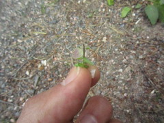 Peronospora agrestis