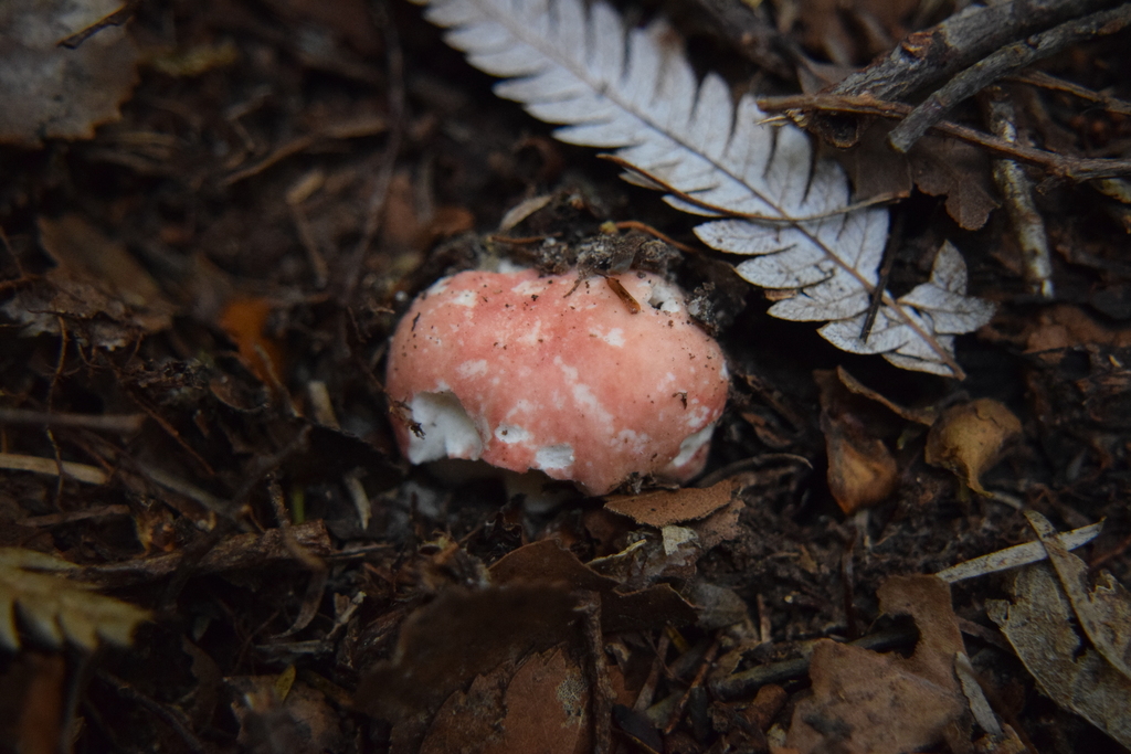 Russula kermesina · March 2025 · photo: © davidwhyte (iNaturalist, cc-by-sa)