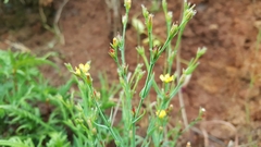 Hypericum silenoides