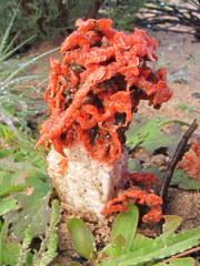 Lysurus corallocephalus