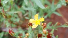 Hypericum silenoides