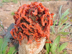 Lysurus corallocephalus