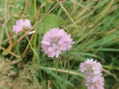 Armeria maritima