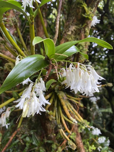 Drooping Cane Orchid (Dendrobium moorei)