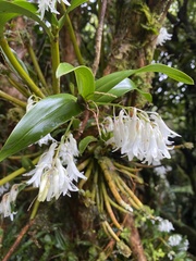 Dendrobium moorei, photograph (c) Chris Parminter, some rights reserved (CC BY)