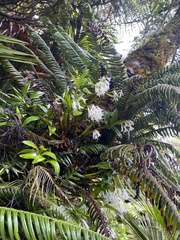 Dendrobium moorei, photograph (c) Chris Parminter, some rights reserved (CC BY)