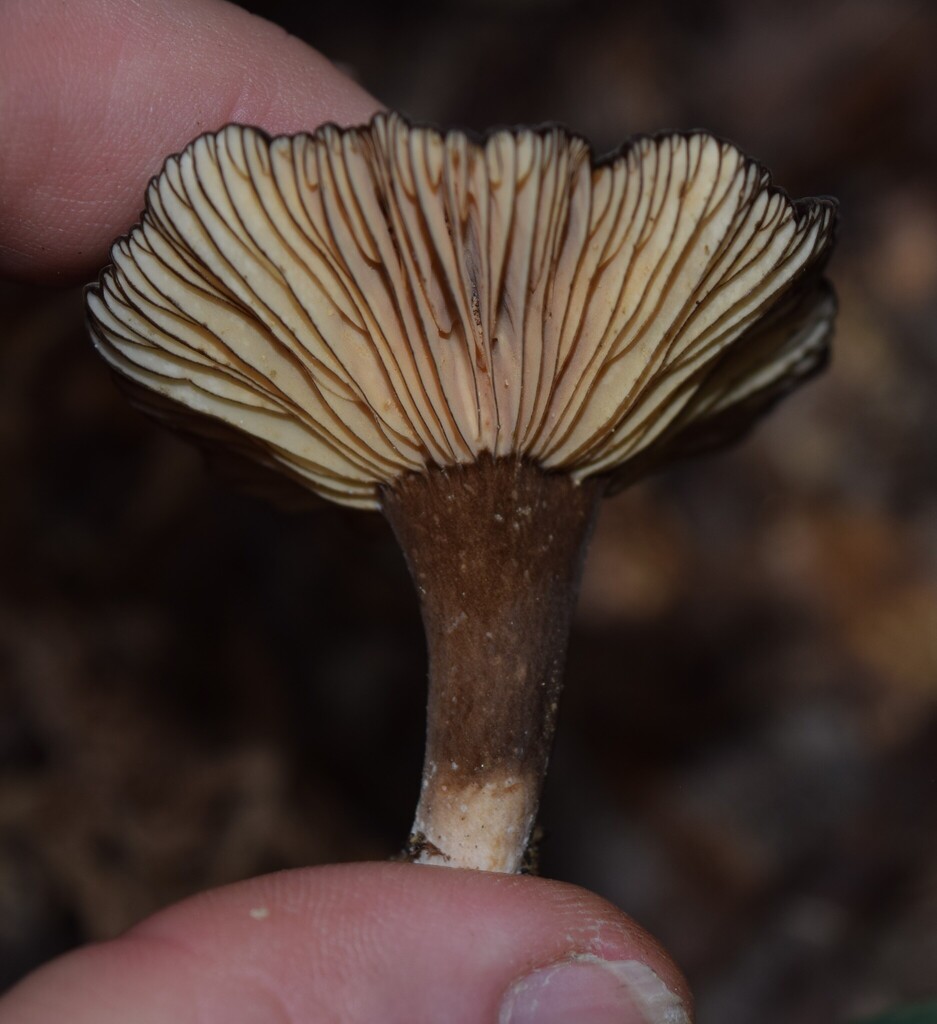 Lactifluus sepiaceus · March 2025 · photo: © davidwhyte (iNaturalist, cc-by-sa)