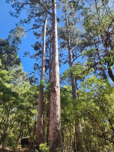 Image of Eucalyptus diversicolor by (c) Belinda Forbes, some rights reserved (CC BY)