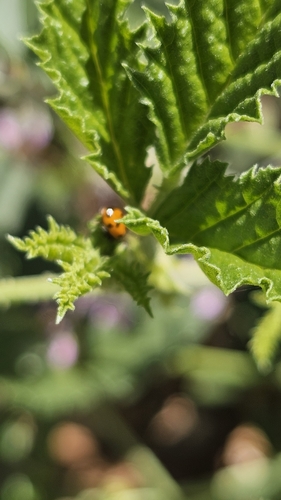 Image of Cullen australasicum by (c) Rosalie Lawrence, some rights reserved (CC BY)