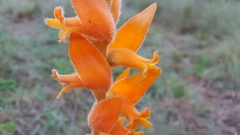 Dichromanthus aurantiacus