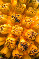 Eupyrgops waltonianus