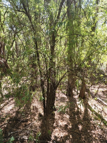 Image of Callistachys lanceolata by (c) Belinda Forbes, some rights reserved (CC BY)