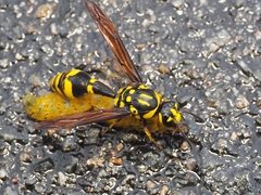 Pareumenes quadrispinosus