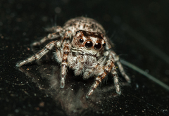 Salticidae