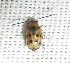 Afromaculepta