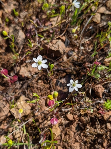 California fairy poppy (Meconella californica)