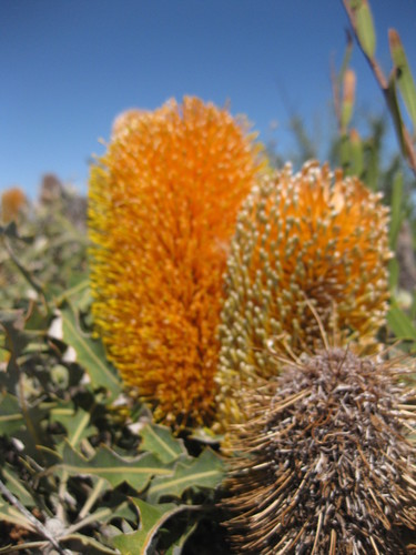 Image of Banksia ashbyi by (c) Andrew Thornhill, some rights reserved (CC BY)