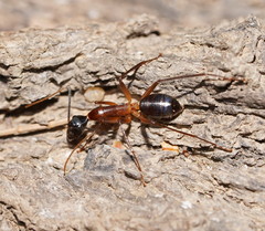 Camponotus confusus