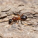 Camponotus confusus - Photo (c) Reiner Richter, some rights reserved (CC BY-NC-SA), uploaded by Reiner Richter