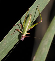 Symmachis lateipennis