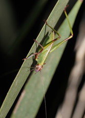 Symmachis lateipennis