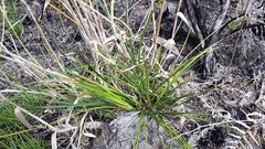 Carex wahuensis